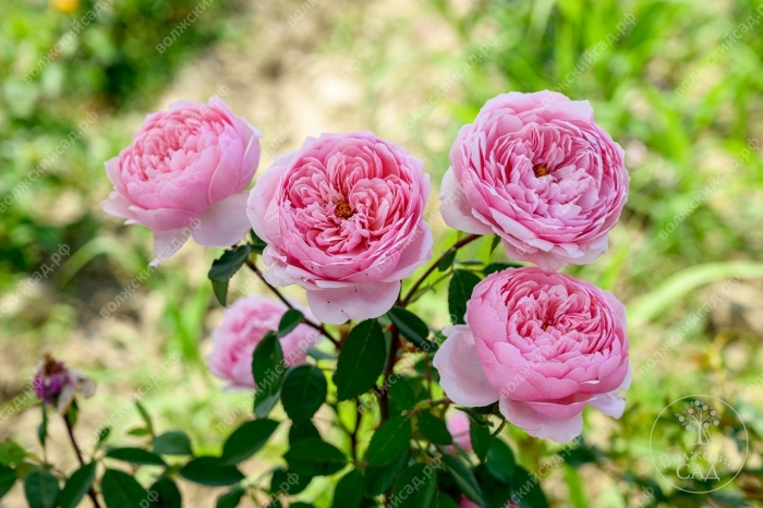 Роза зе алнвик роуз