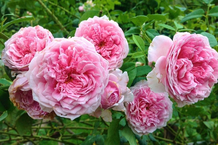 Роза дэвид остин боскобель