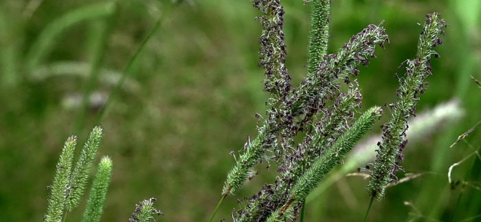 Phleum pratense