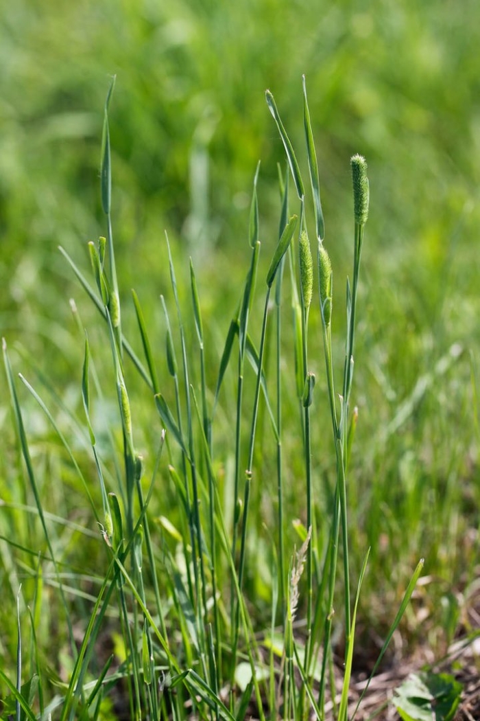 Лисохвост луговой alopecurus pratensis