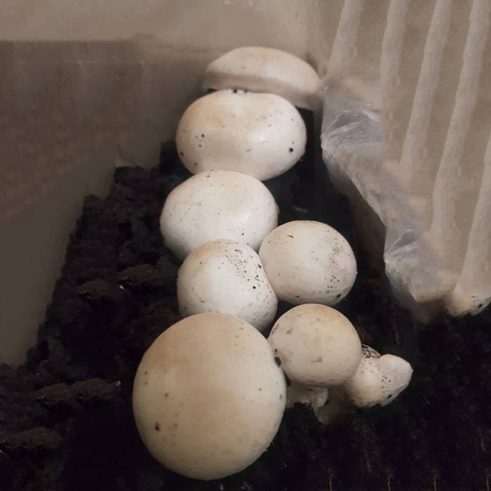 Как выращивать шампиньоны в домашних условиях