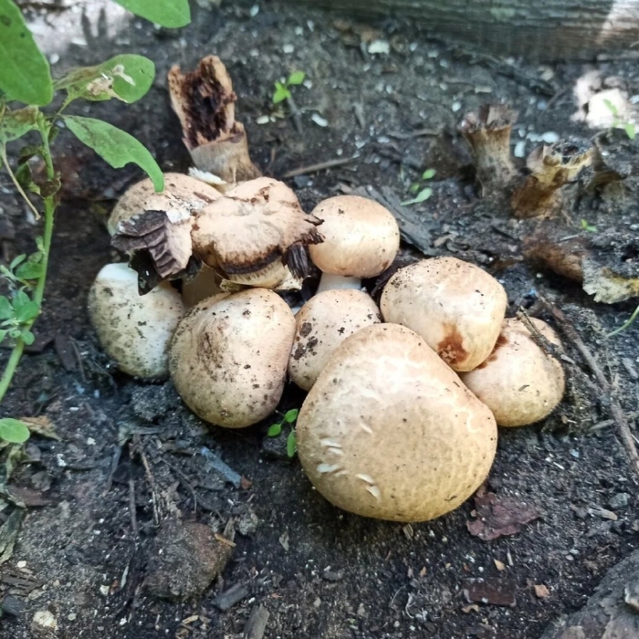 Грибы в огороде