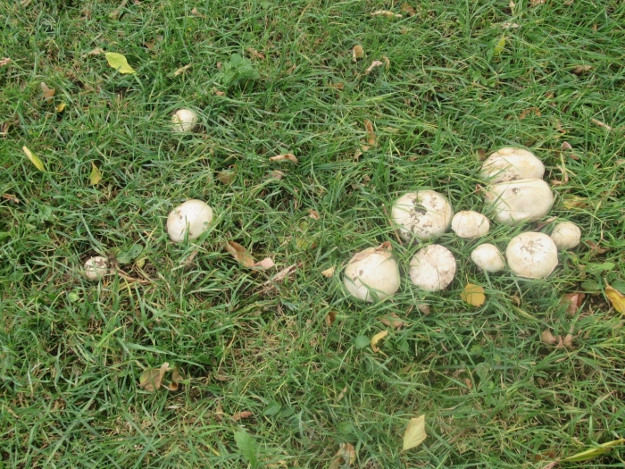 Где растут шампиньоны