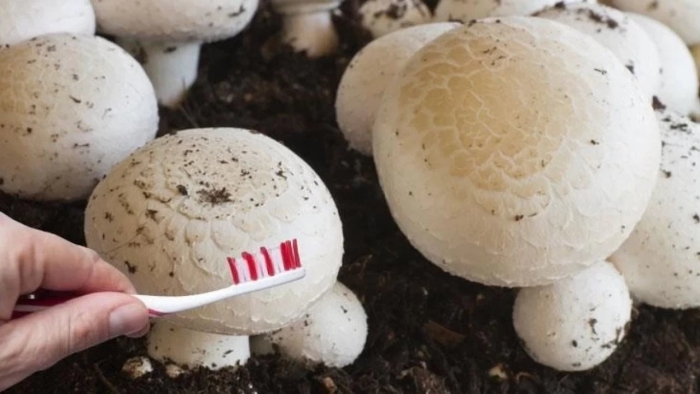 Гриб шампиньон навозный