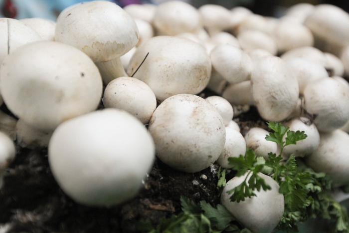 Шампиньоны выборжец