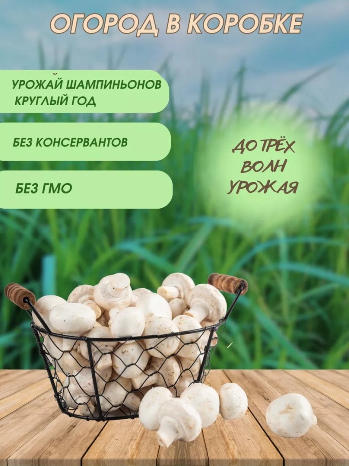 Набор для выращивания шампиньонов