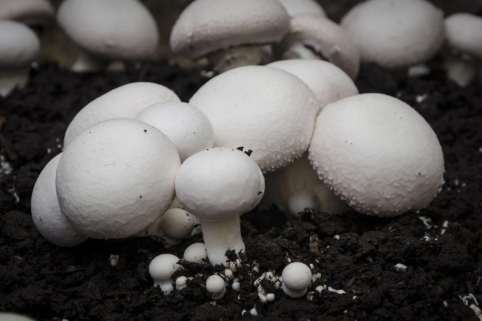 Мицелий грибов шампиньон белый