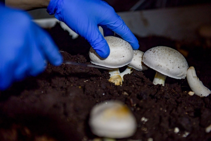 Выращивание шампиньонов