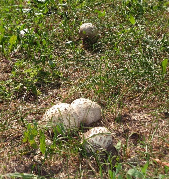 Шампиньоны в поле