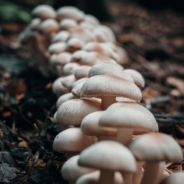 Грибы в природе