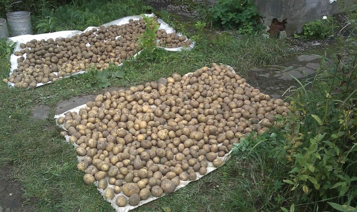 Шампиньоны в огороде