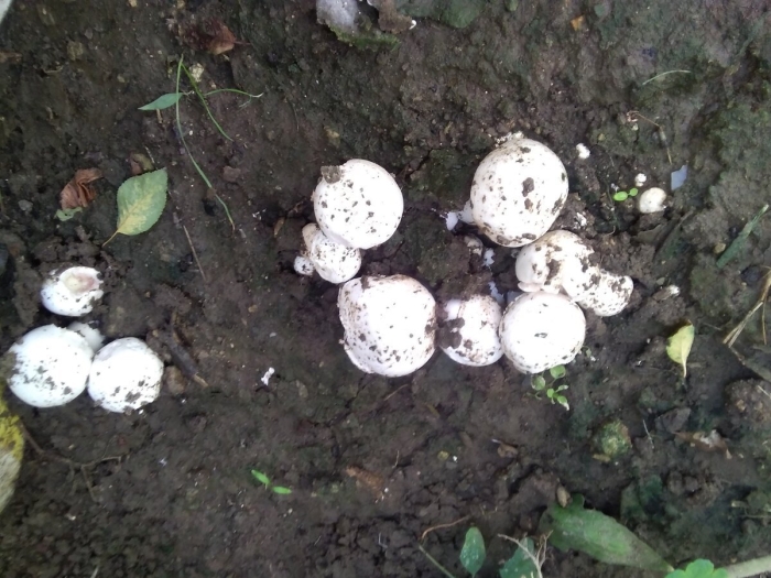 Гриб похожий на шампиньон