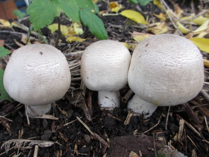 Шампиньон обыкновенный agaricus campestris
