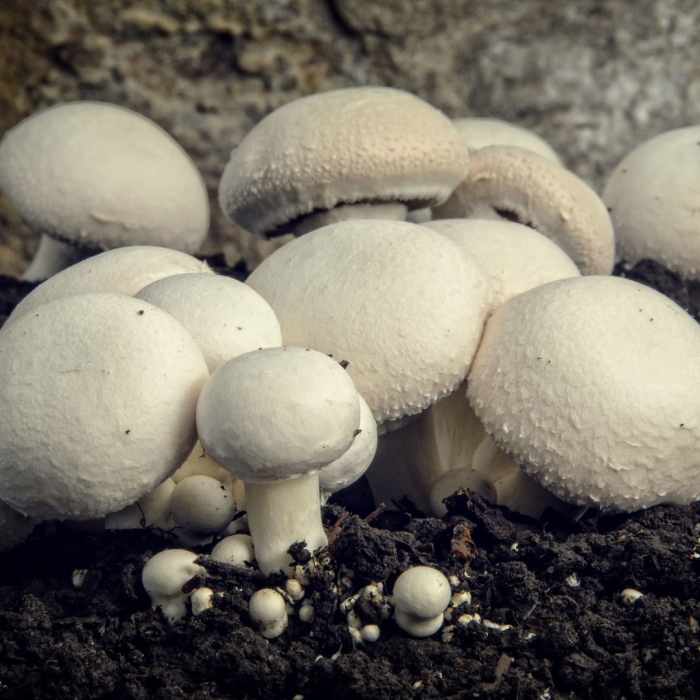 Выращивание шампиньонов в домашних условиях