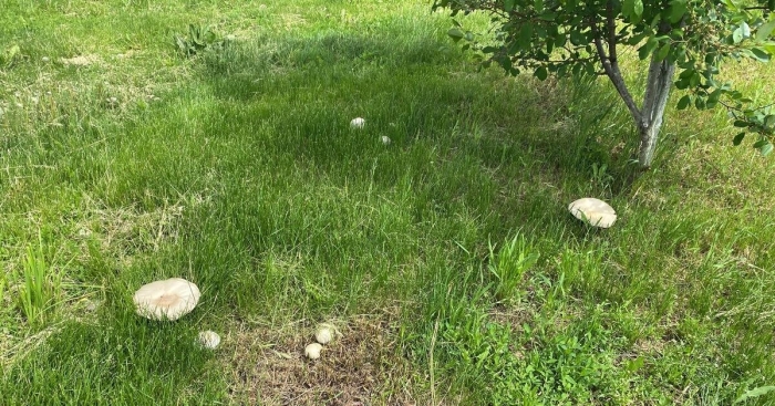 Белый степной гриб