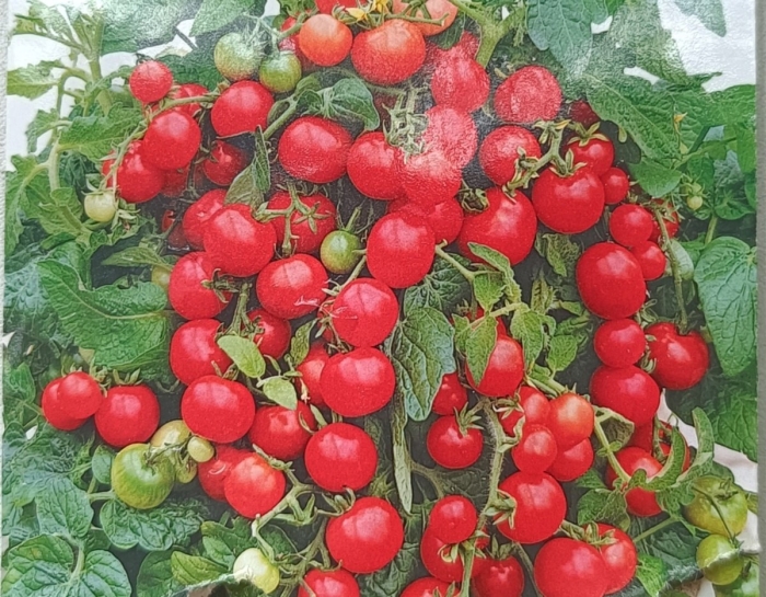 Томат пиноккио