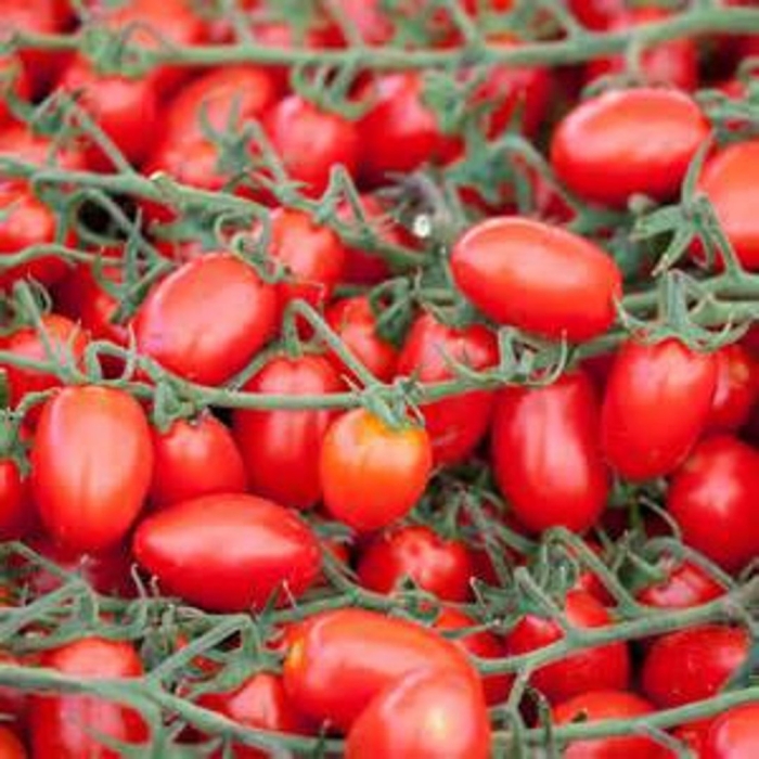 Томаты черри плам