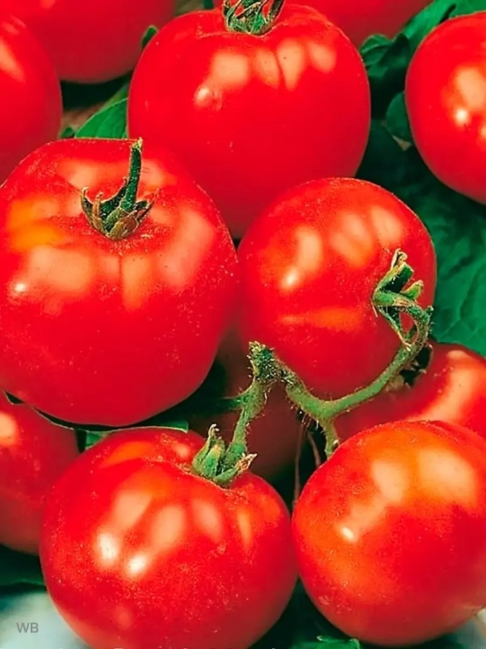 Сорт томата