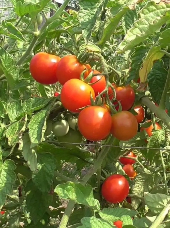 Сорт томата