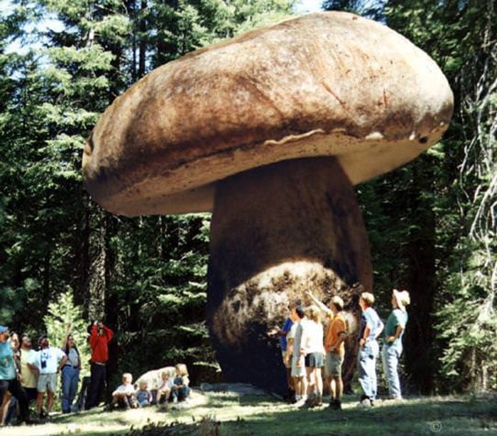 Самые большие грибы в мире