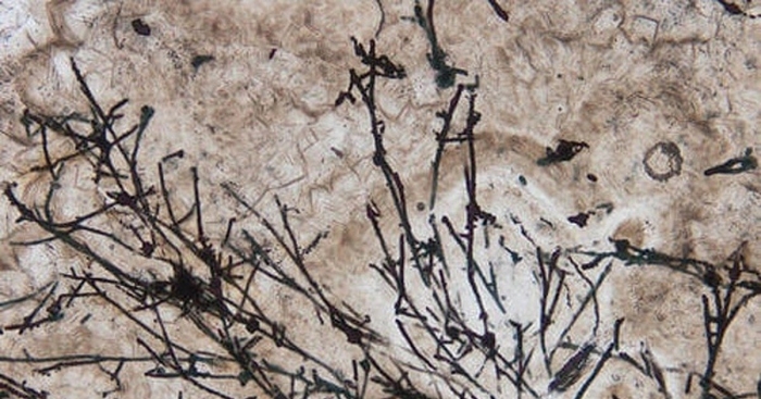 Древние окаменелости грибов