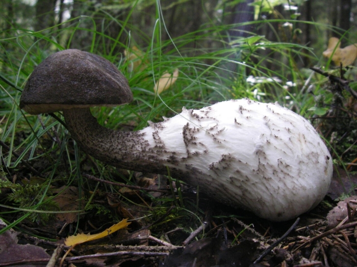 Подберёзовик серый (грабовик)