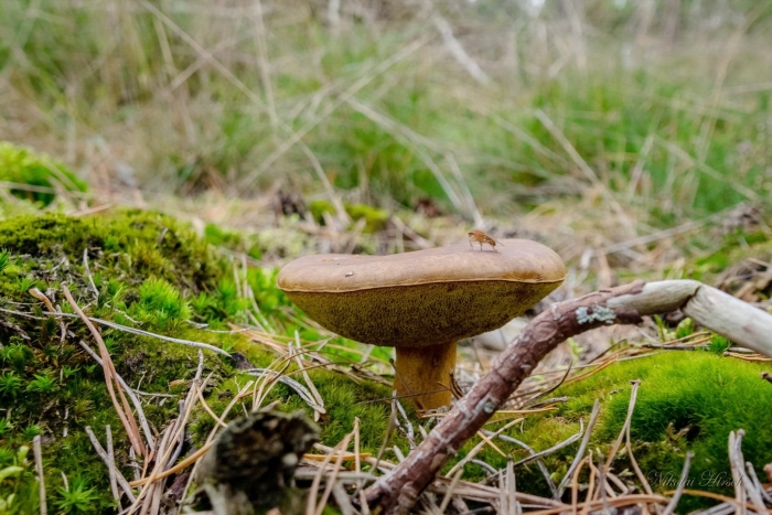 Гриб боровик