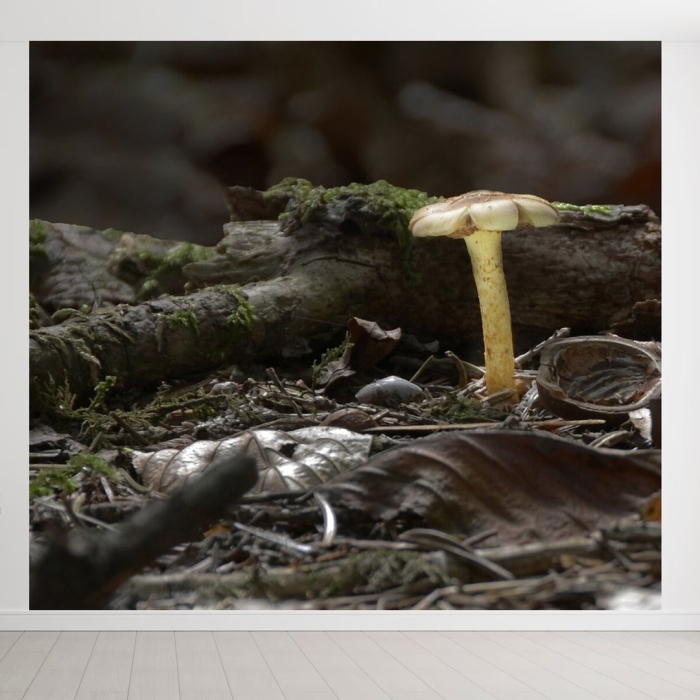 Древние грибы