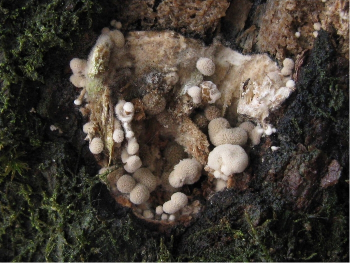 Sphaerobolus stellatus