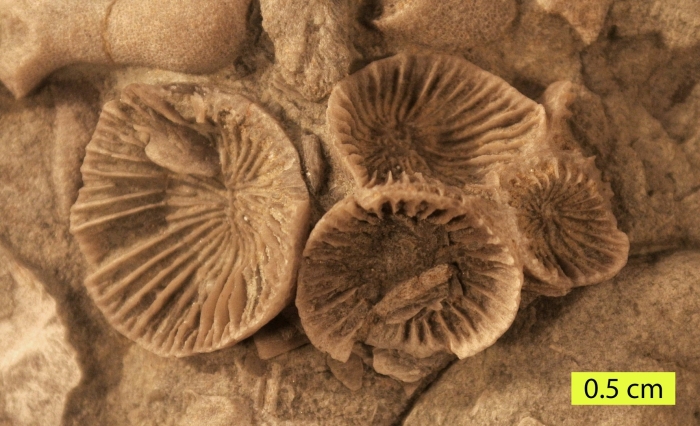 Окаменелость коралл ругоза