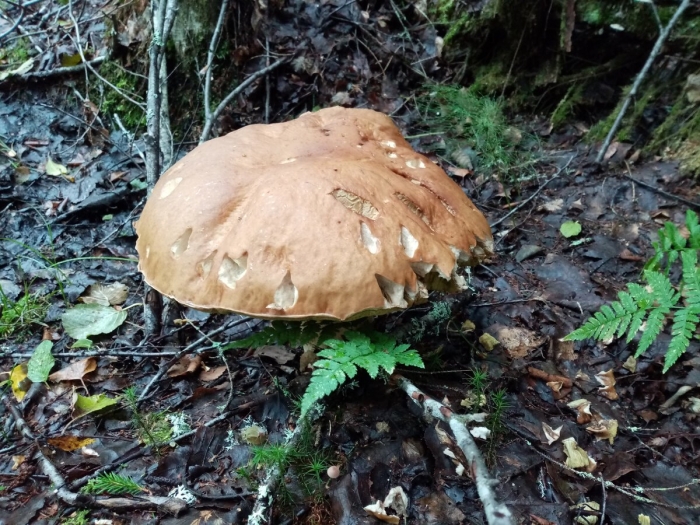 Старый гриб