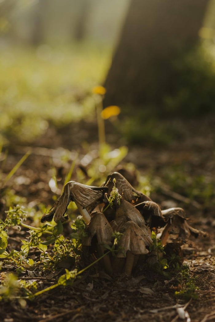 Coprinopsis atramentaria