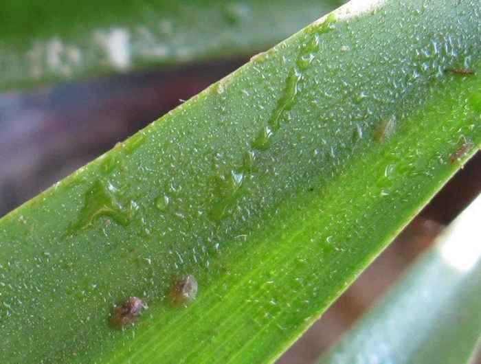 Хлорофитум щитовка