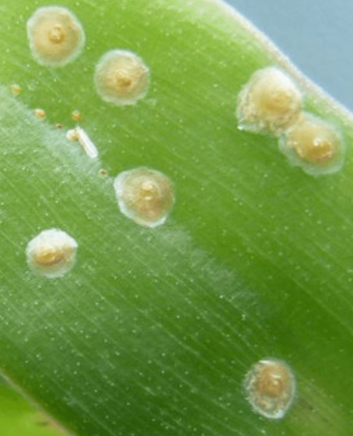 Щитовка на орхидее