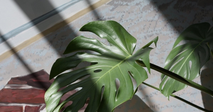 Монстера лейчитини