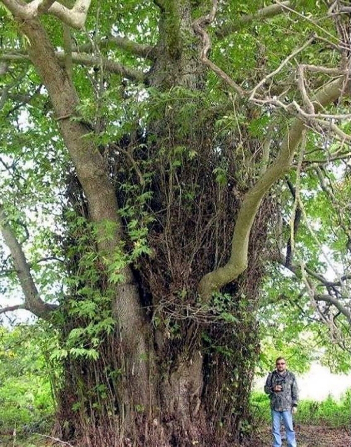 Самурский лес в дагестане платан