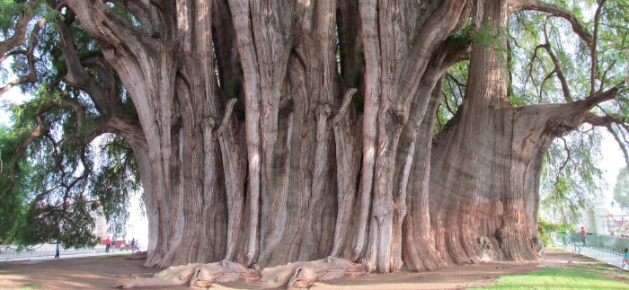 Таксодиум мексиканский дерево туле