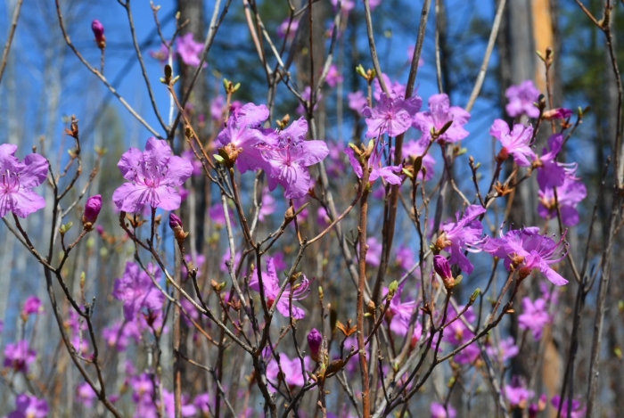 Багульник даурский