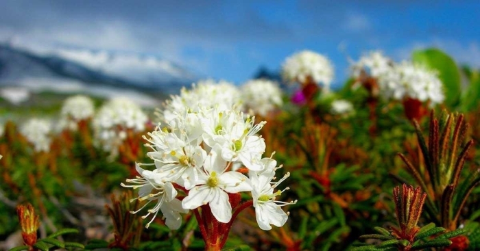 Багульник тундровый