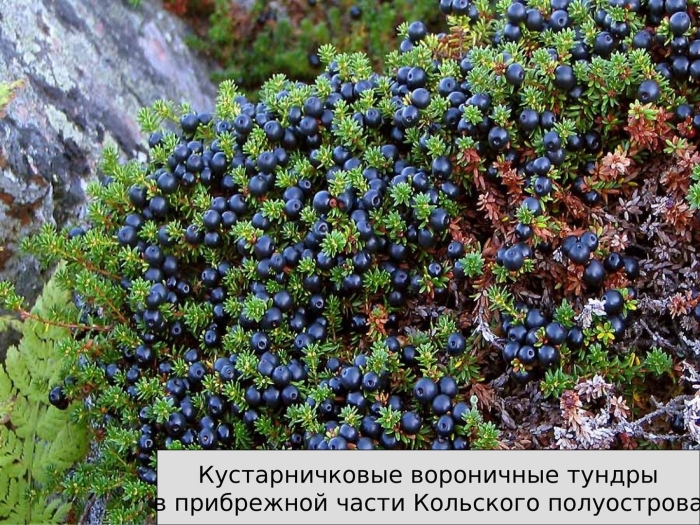 Водяника шикша