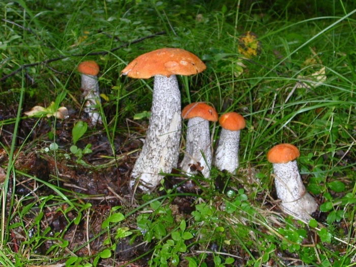 Подосиновики ложный подосиновик