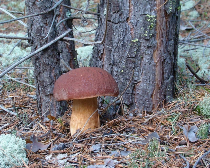 Осина и подосиновик