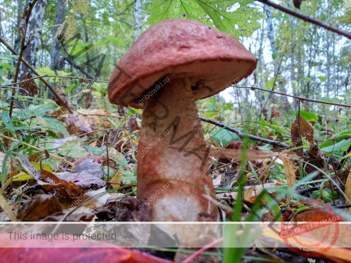 Гриб красноголовик