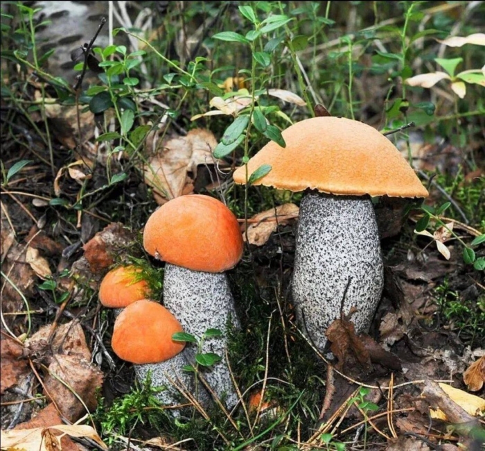 Подосиновик красный гриб