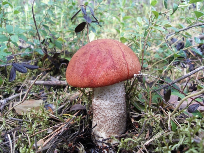 Красноголовик подберезовик