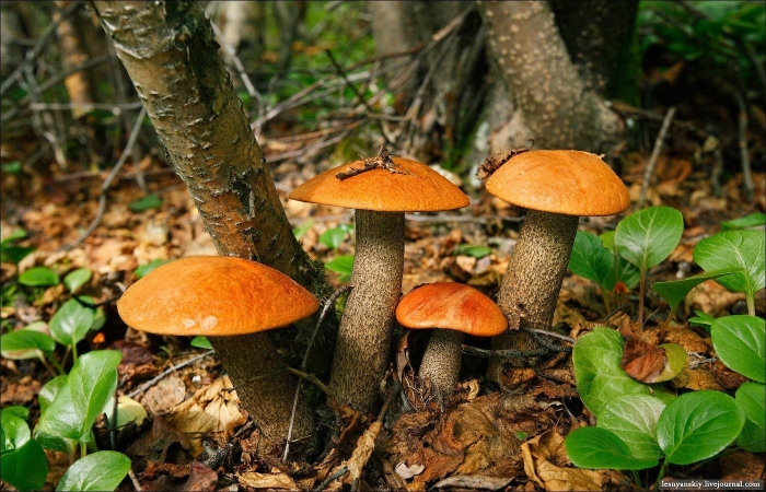 Подосиновик обыкновенный