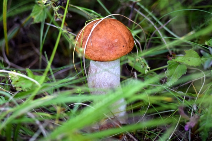 Под осинками подосиновики