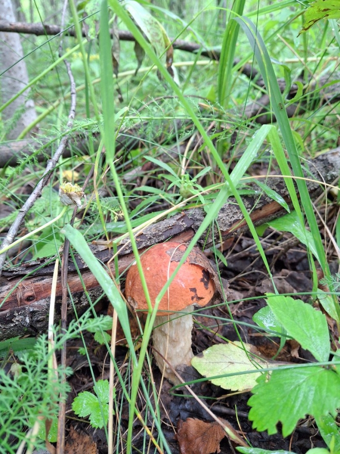 Подосиновик гриб