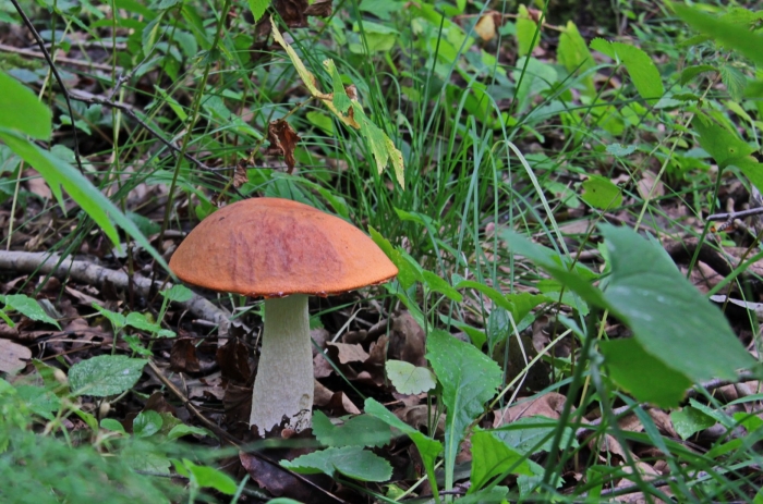 Красный подосиновик