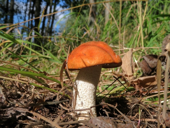 Красноголовик гриб